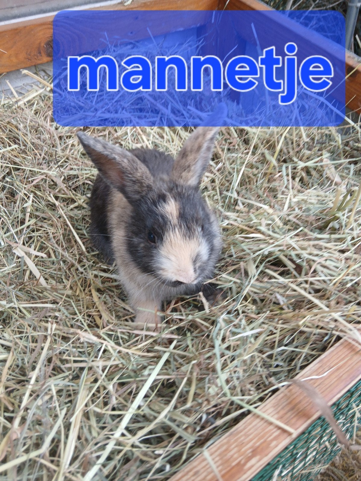 dwergkonijntjes (mannetjes), Dieren en Toebehoren, Mannelijk, Dwerg, 0 tot 2 jaar