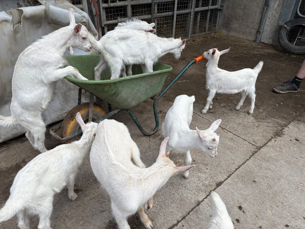 Chevreaux saenen, Animaux & Accessoires, Moutons, Chèvres & Cochons, Mâle, Chèvre, 0 à 2 ans