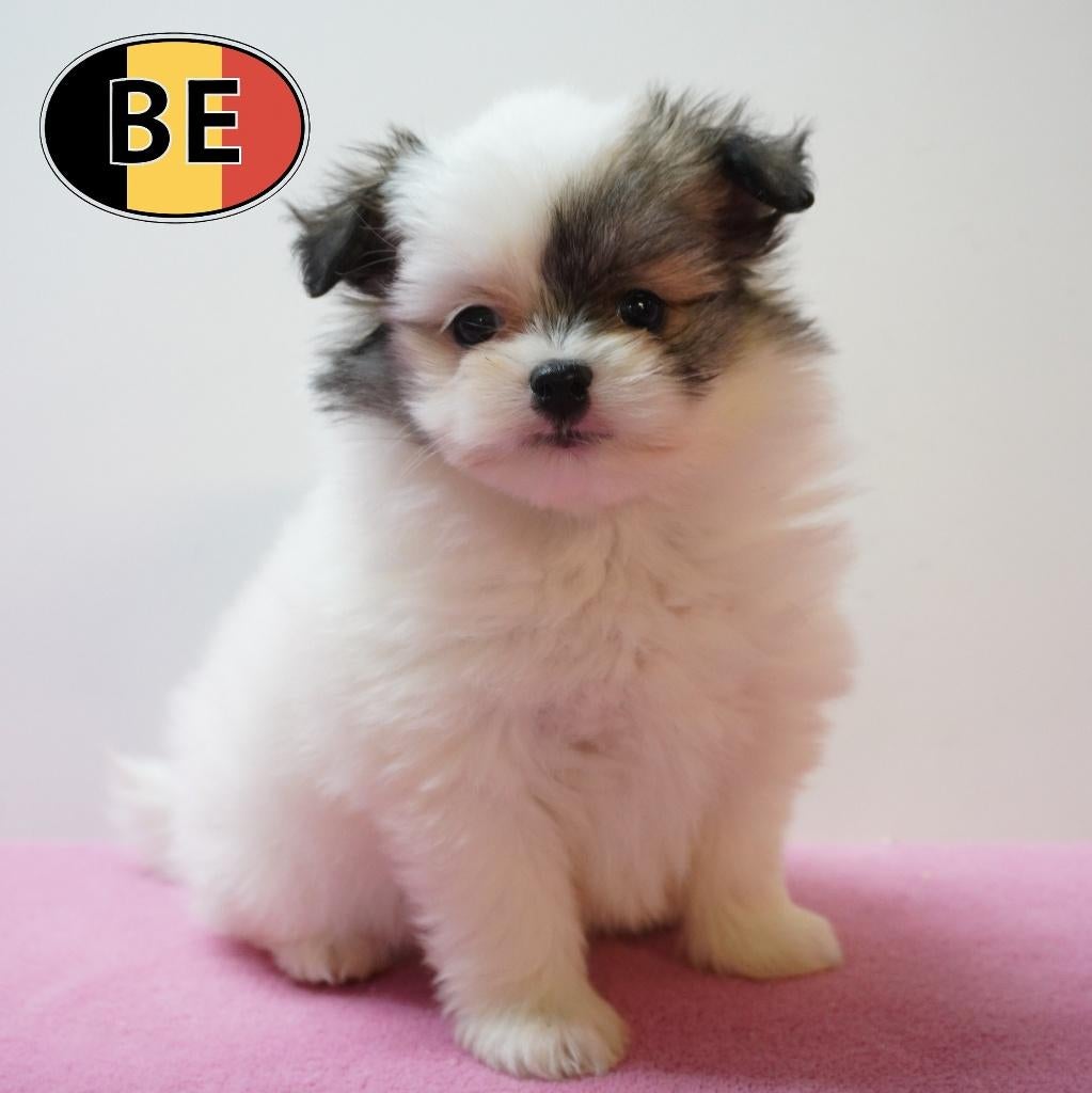 Maltipom pups met een unieke en lieve uitstraling te koop, Dieren en Toebehoren, Parvo, België, 8 tot 15 weken, Meerdere