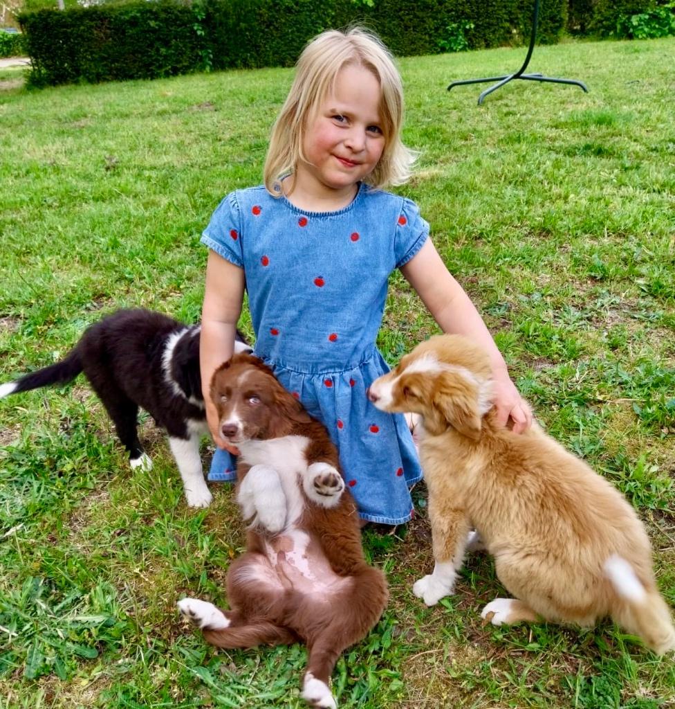 Border collie pups, Hépatite contagieuse (maladie de Rubarth), 8 à 15 semaines, Colley, Plusieurs