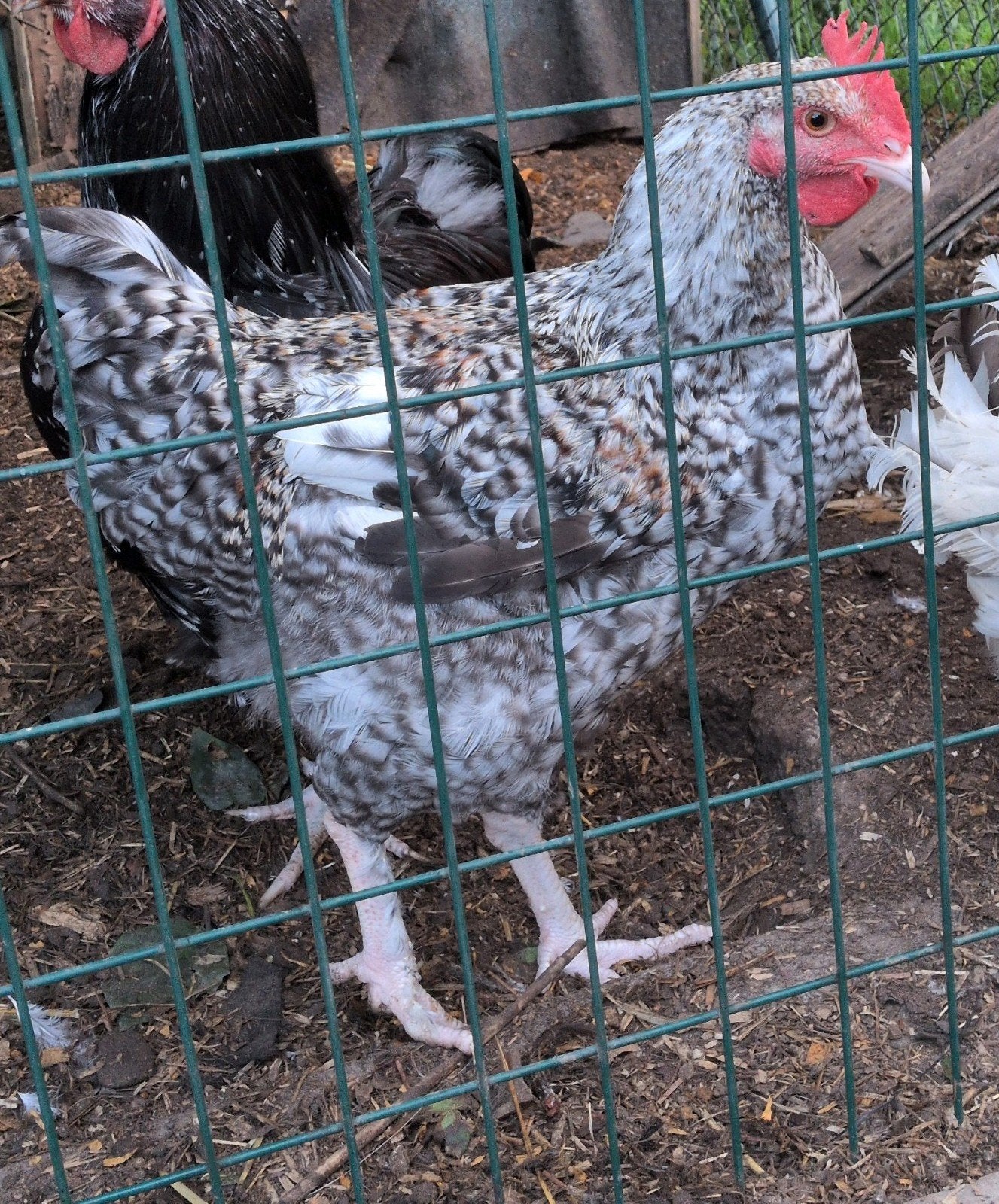jonge haan, Dieren en Toebehoren, Mannelijk, Kip