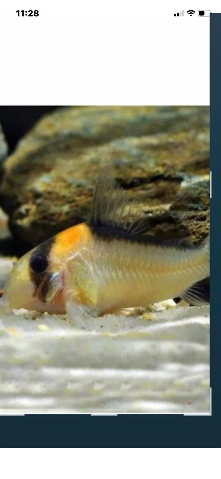 Corydoras Adolfoi gevraagd, Dieren en Toebehoren, Zoetwatervis