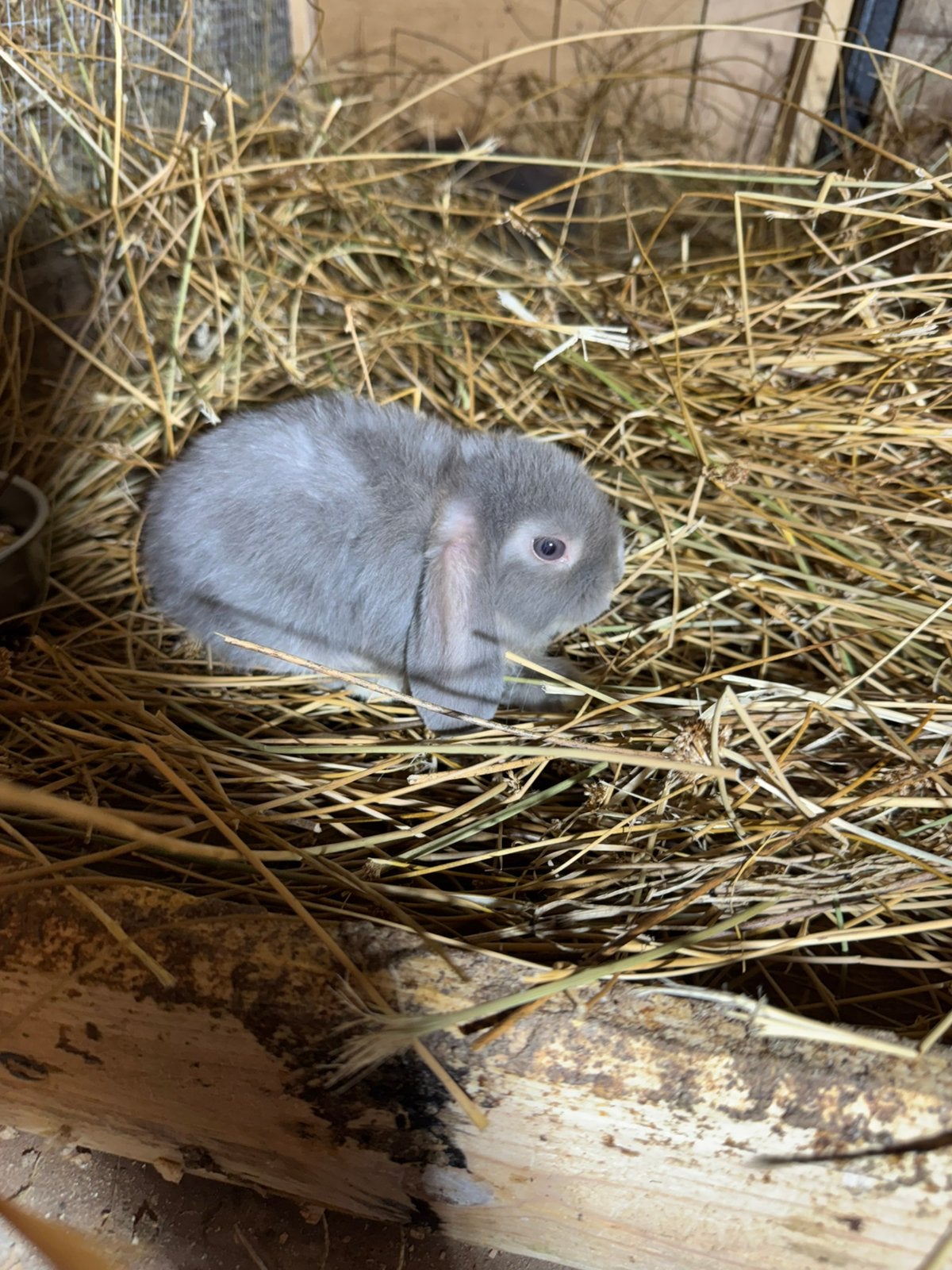 NHD rammetje – 9 weken, Dieren en Toebehoren, Dwerg, Hangoor