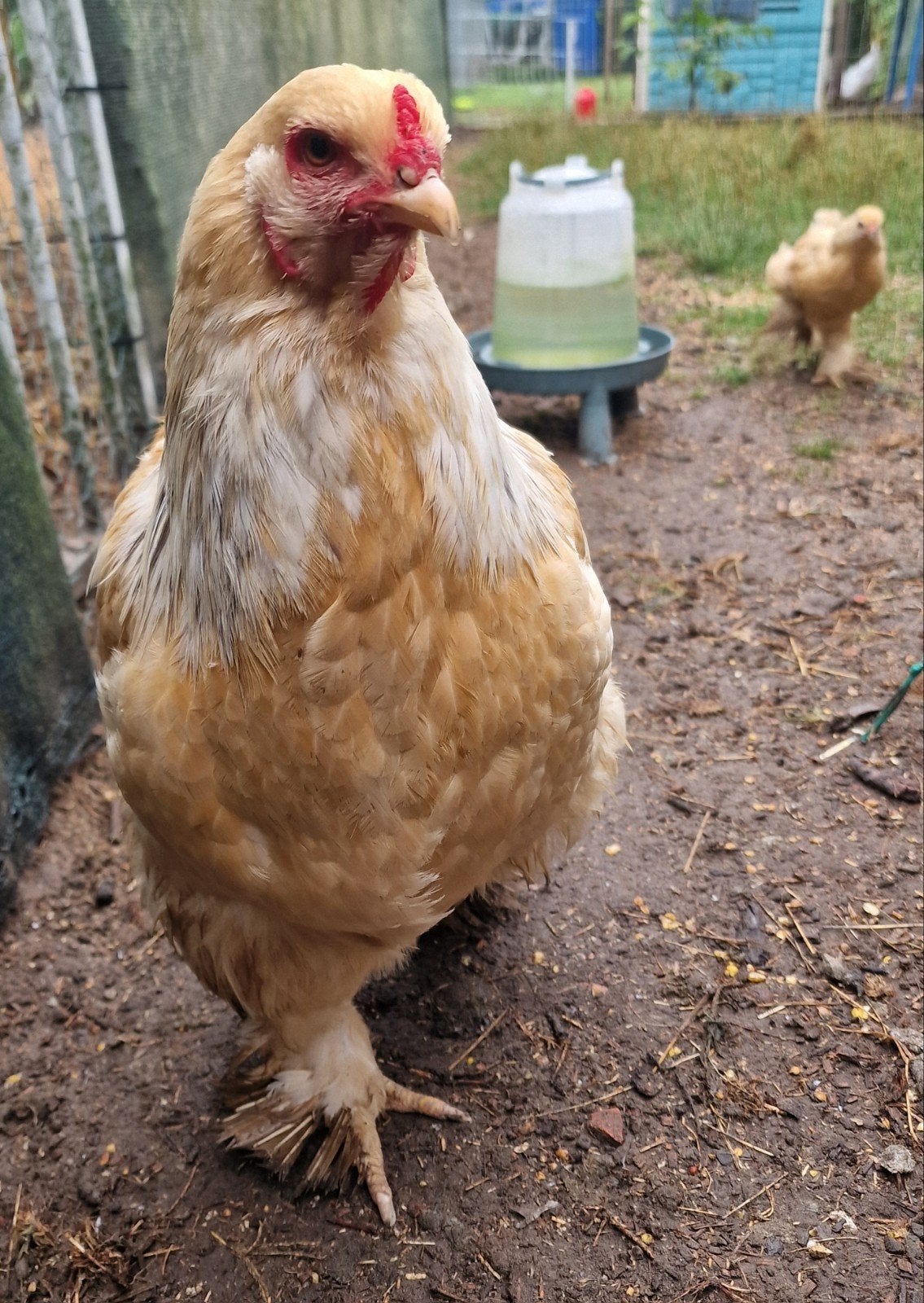 Brahma Hen met jong haantje
