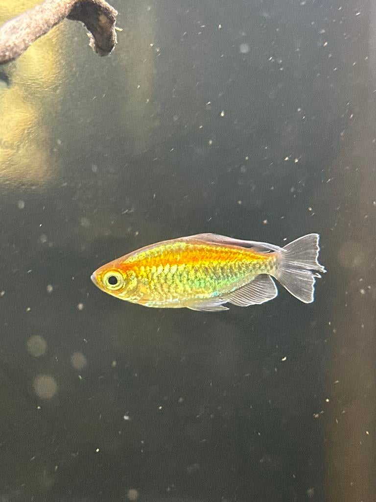 Congo Zalm/tetra’s (Te koop / Te ruil), Poisson, Poisson d'eau douce, Banc de poissons