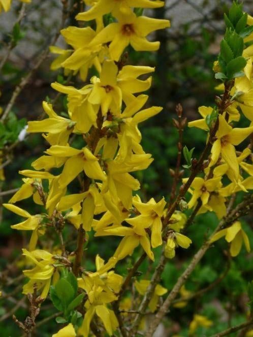 Chinees klokje Forsythia in pot, Enlèvement
