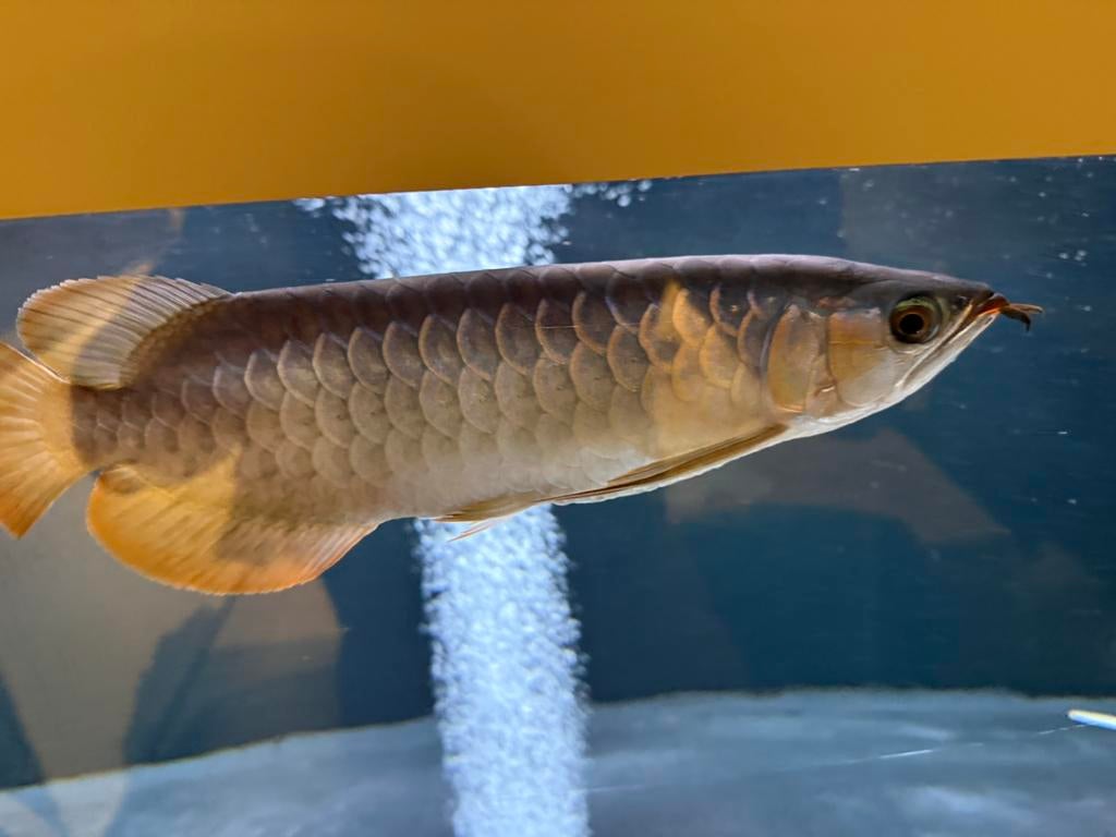Super red, Dieren en Toebehoren