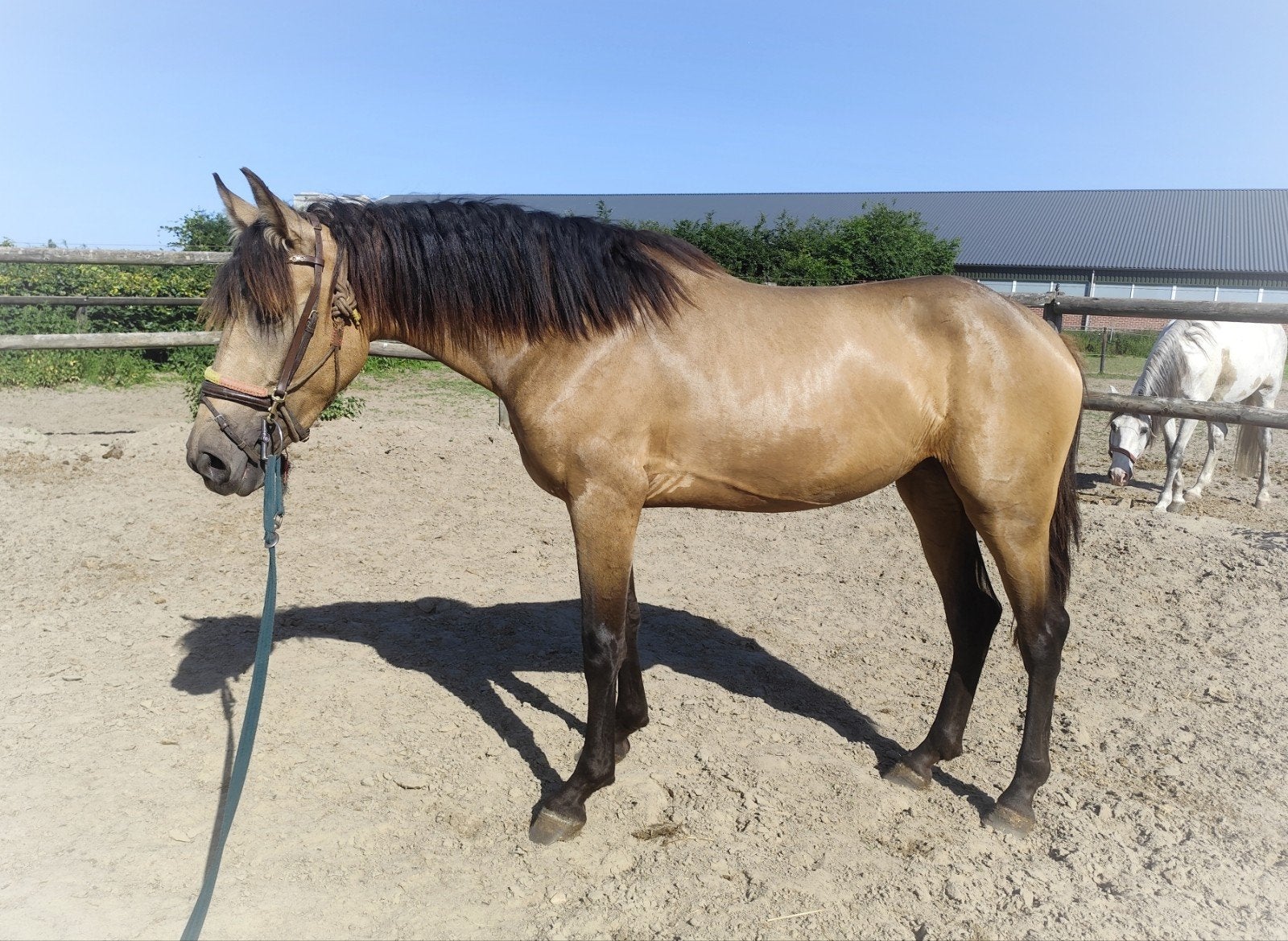 Prachtige valk E pony, Dieren en Toebehoren, Dressuurpony, Gechipt, 3 tot 6 jaar, Onbeleerd