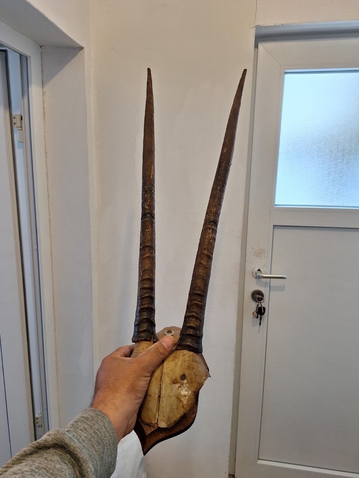 crâne de cerf, Enlèvement ou Envoi, Cerf, Crâne