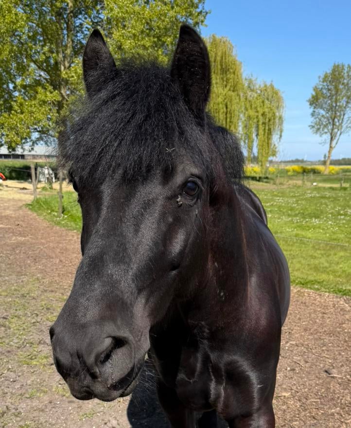 ️EYECATCHER! Kan jij hem weer vertrouwen en liefde geven ? ️, Dieren en Toebehoren, B, Ruin, Recreatiepony, D pony (1.37m tot 1.48m)