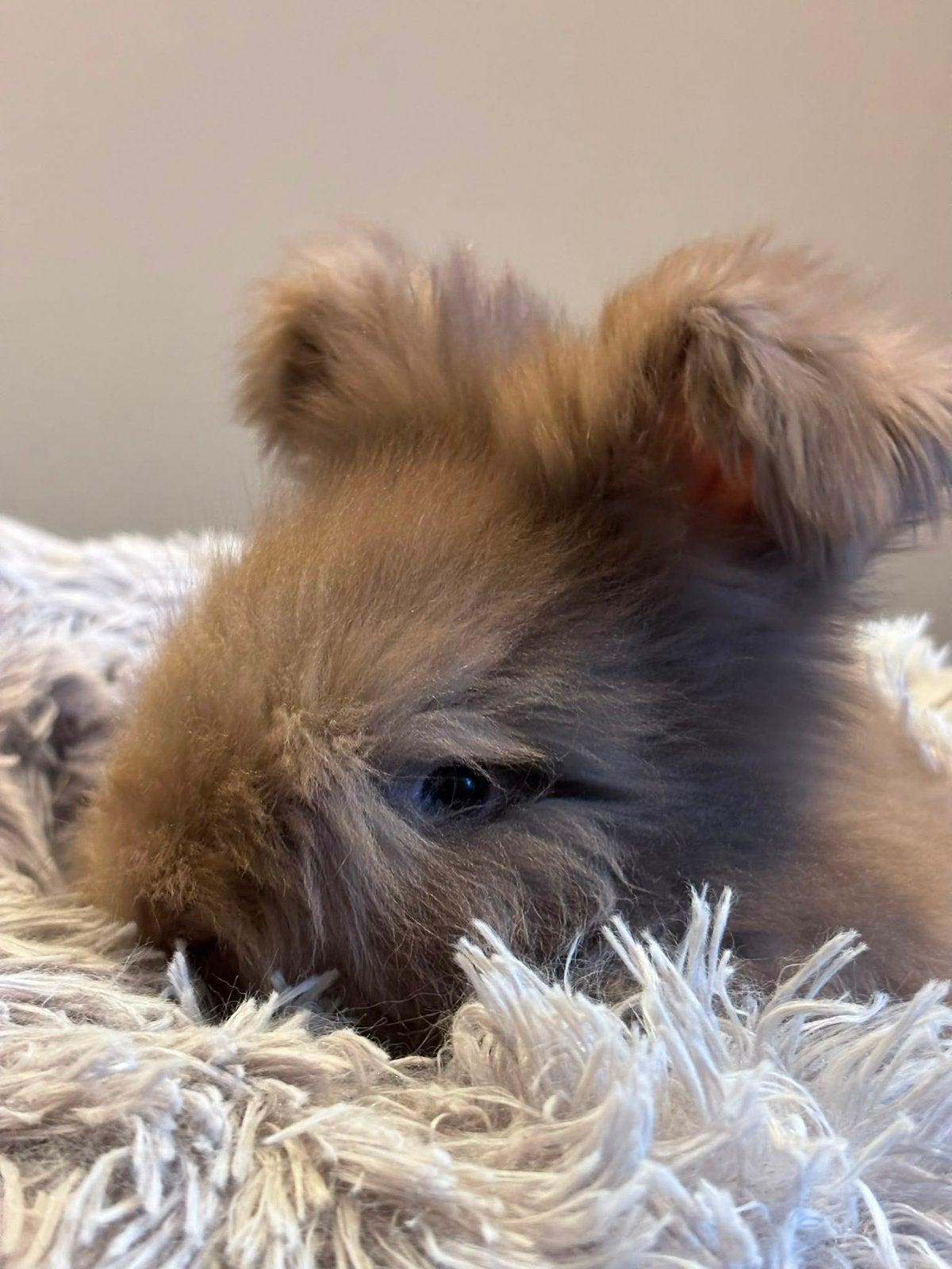 Engelse Angora konijnen, raszuiver, Dieren en Toebehoren, Konijnen, Meerdere dieren, Middelgroot, 0 tot 2 jaar