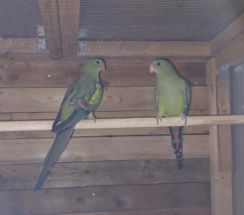 twee jonge bergparkieten van 25, Dieren en Toebehoren