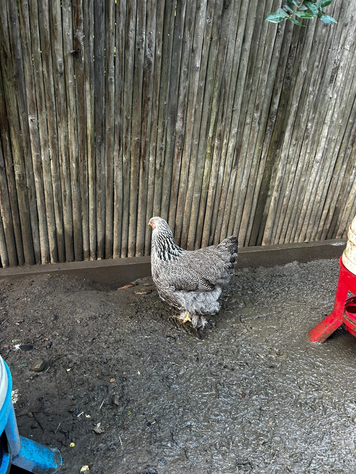 Brahma Zilverpatrijs, Dieren en Toebehoren, Kip