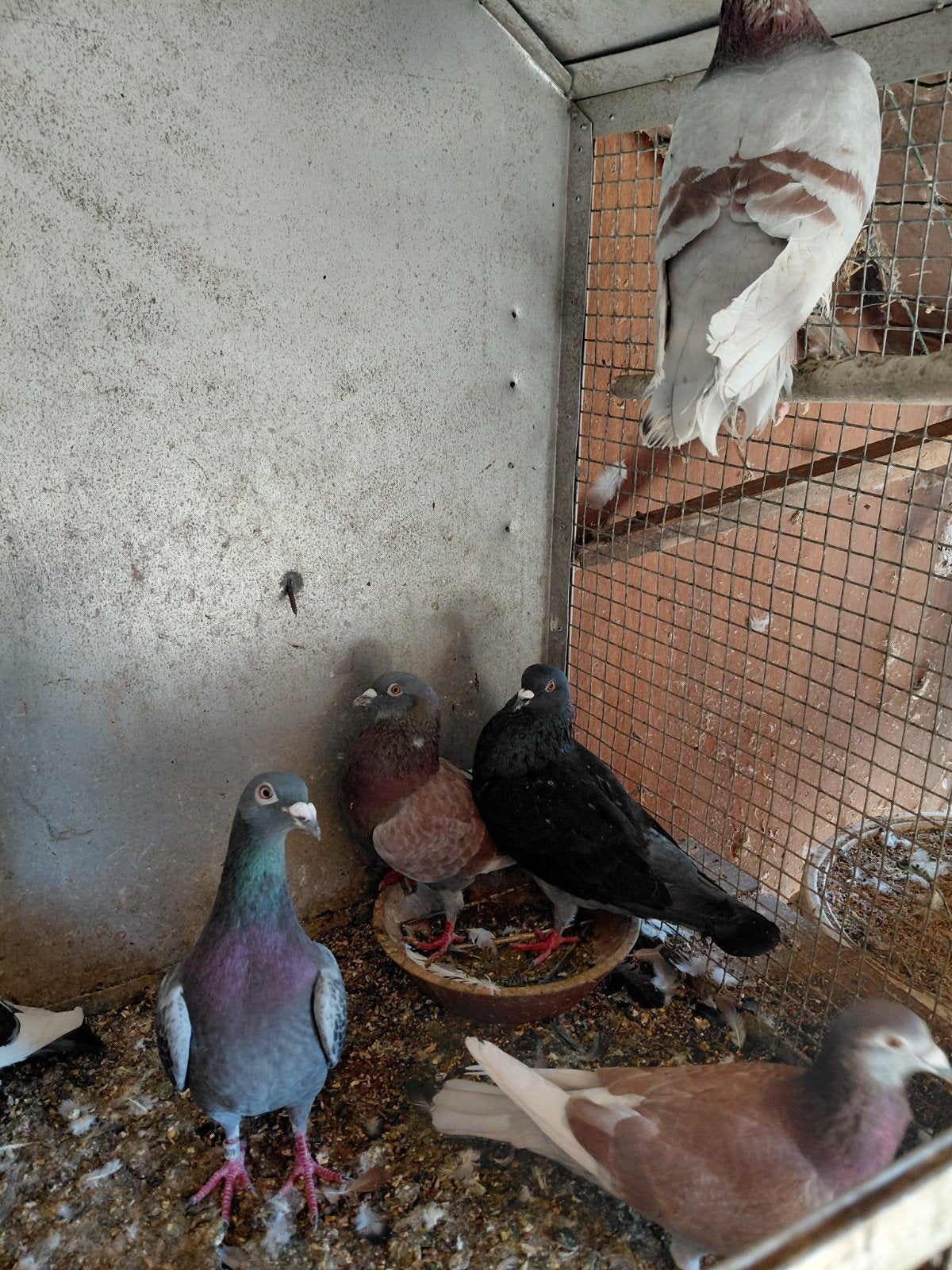 pigeons mouchetés, Animaux & Accessoires, Oiseaux | Pigeons
