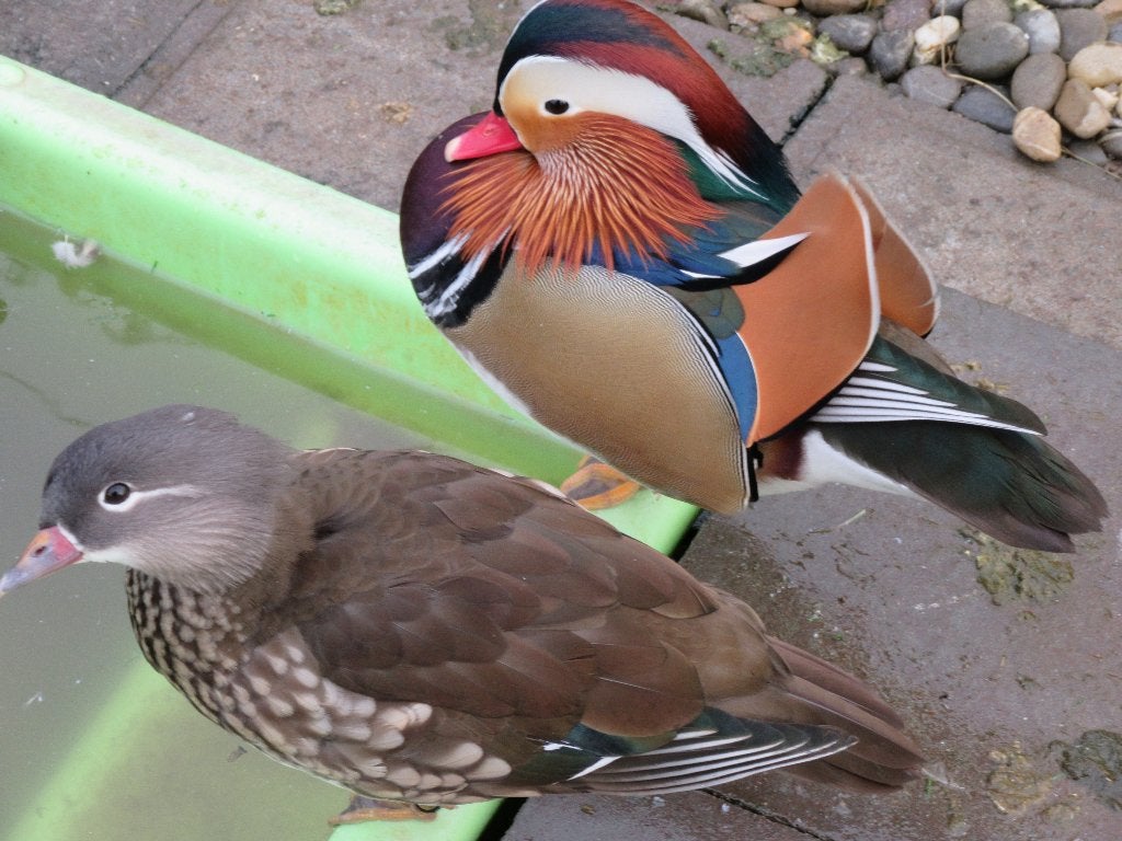 Mandarijn - en carolina eenden, Dieren en Toebehoren, Meerdere dieren, Tropenvogel, Geringd