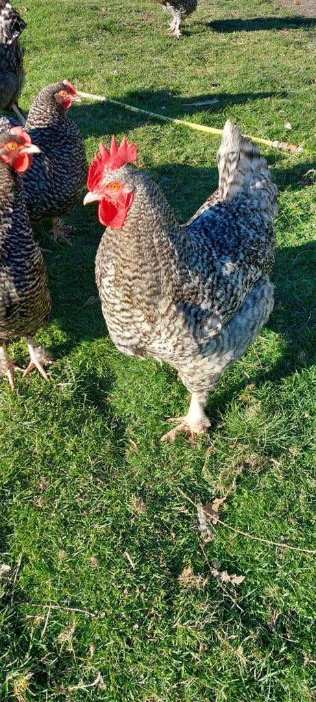 Haan Mechelse koekoek, Dieren en Toebehoren