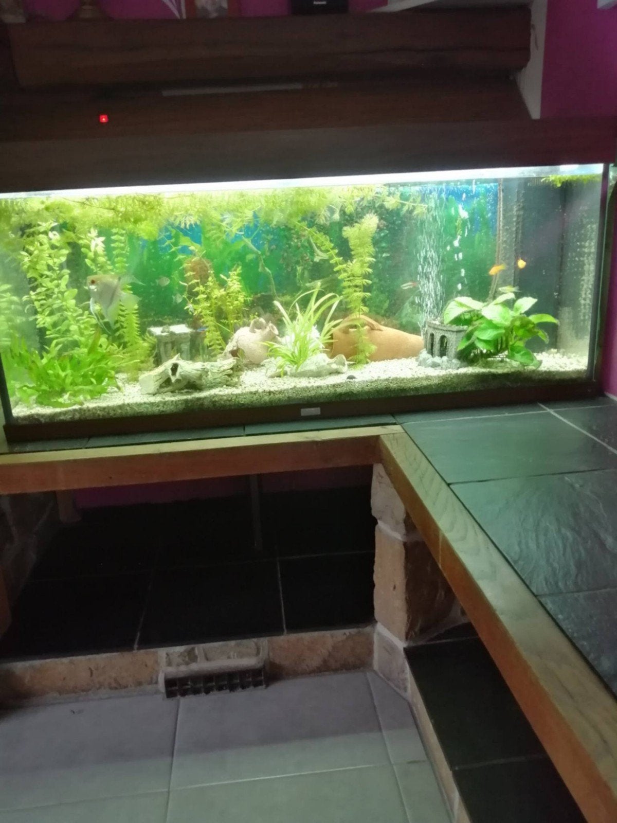 Aquarium eau douce complet, Animaux & Accessoires, Enlèvement, Couvercle inclus, Utilisé, Aquarium d'eau douce rempli
