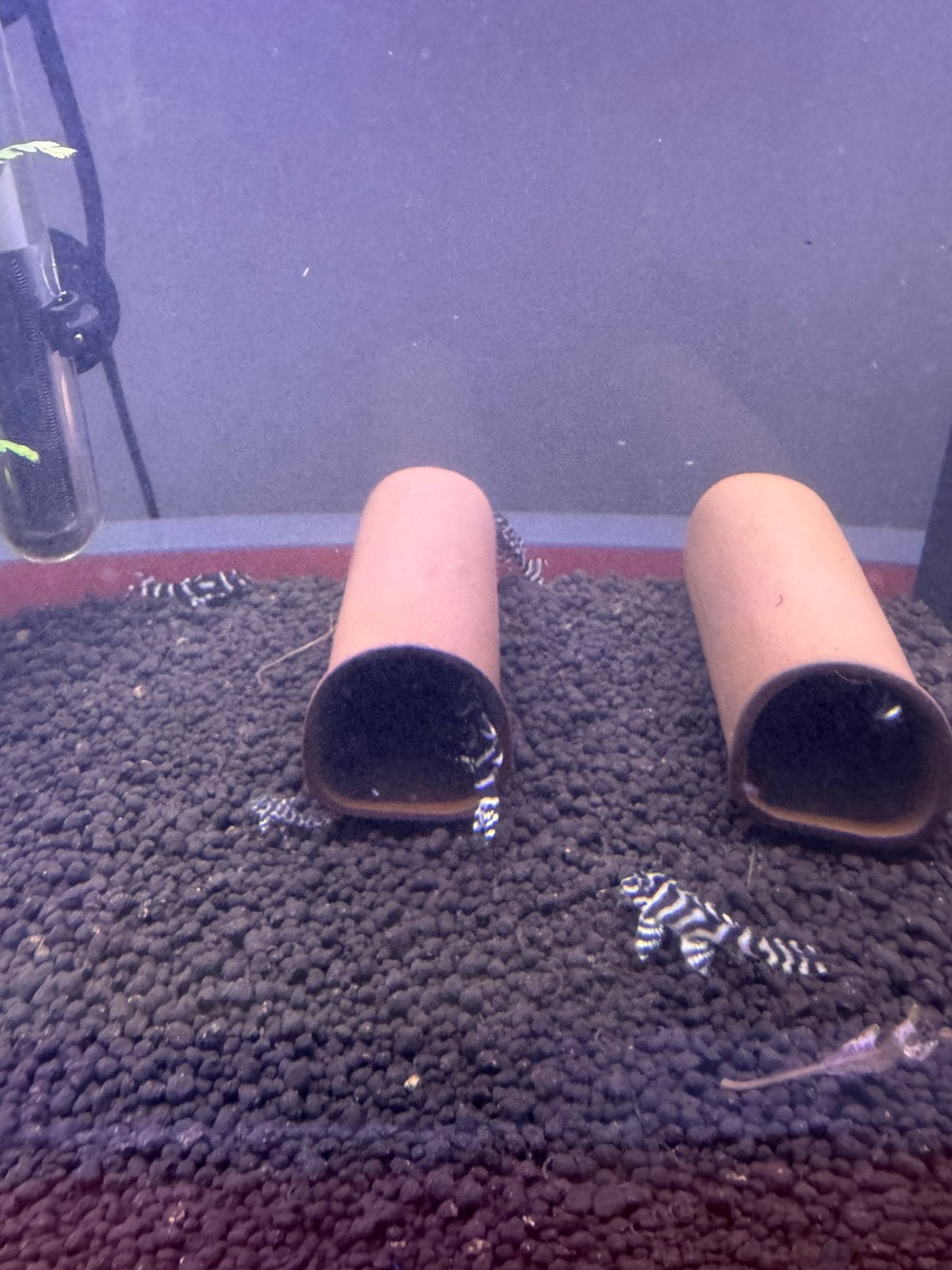 L333 pleco