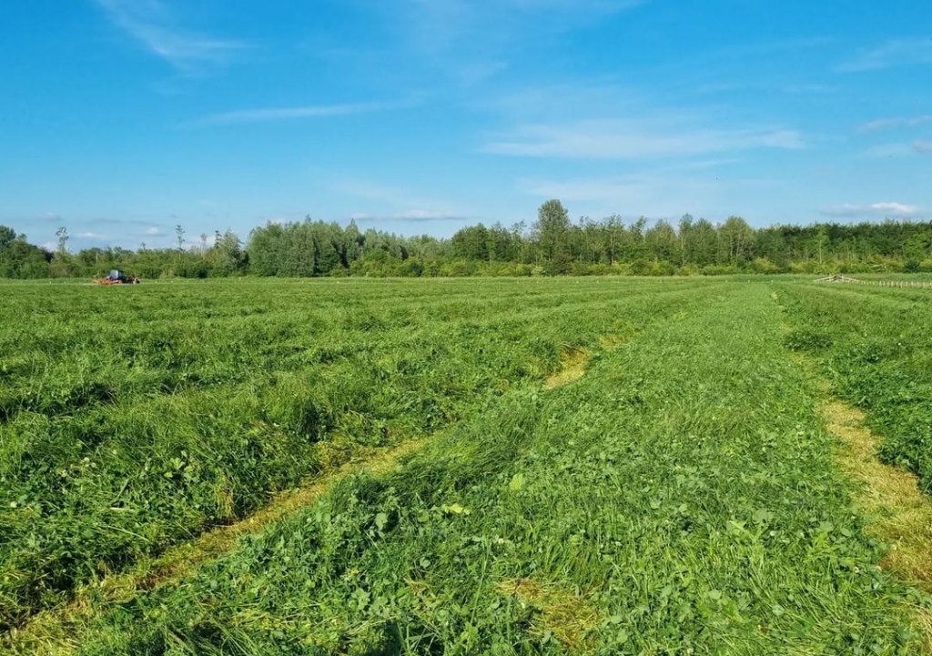Gezocht weide grasland, Dieren en Toebehoren