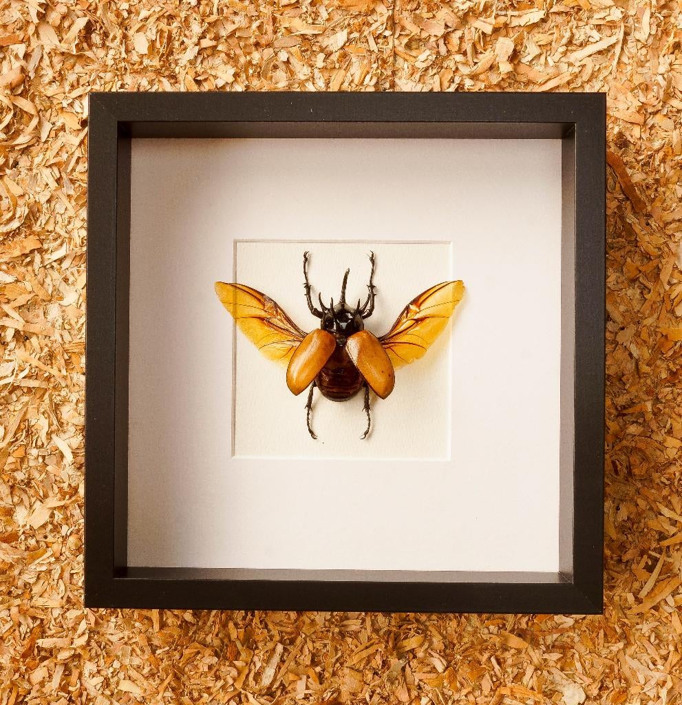 open kever in kader, Verzamelen, Ophalen of Verzenden, Nieuw, Insect, Opgezet dier