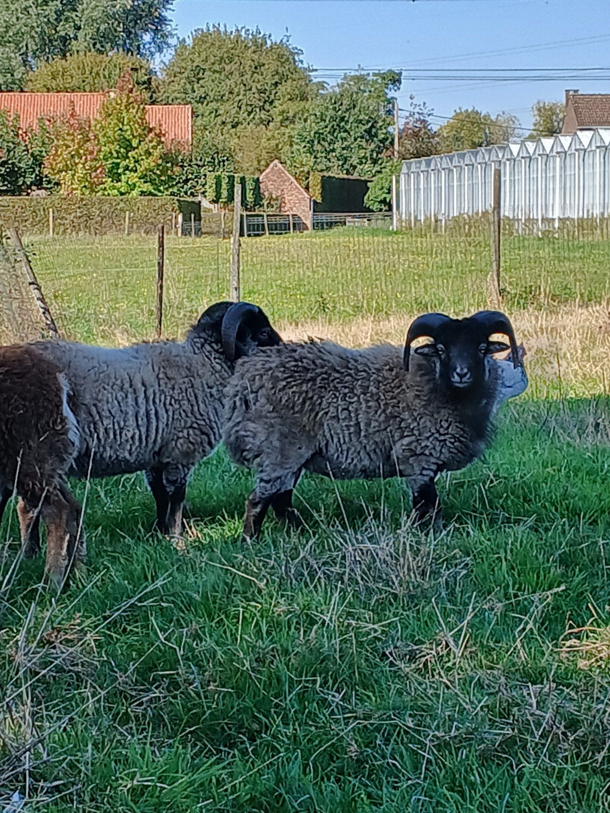 2 ouessant rammen tekoop 55 euro per stuk, Dieren en Toebehoren