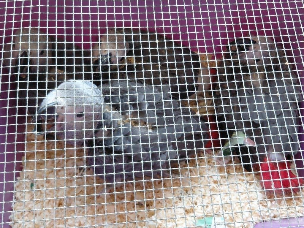 4 bébés perroquets gris à queue rousse., Animaux & Accessoires, Oiseaux | Perruches & Perroquets, Perroquet, Mâle, Parleur, Domestique