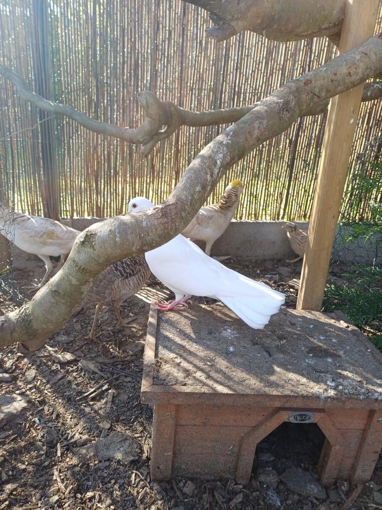 Witte duif