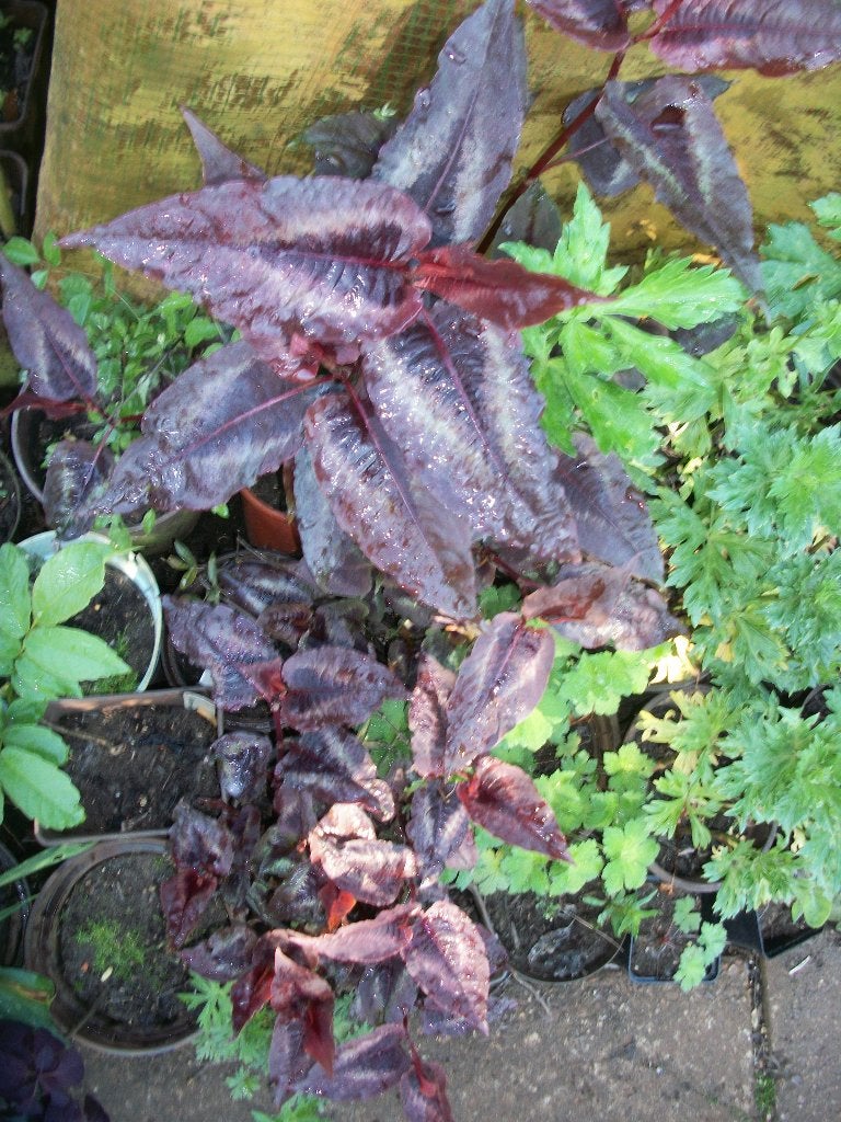 Persicaria 'Red Dragon', Vaste plant, Halfschaduw, Zomer, Ophalen