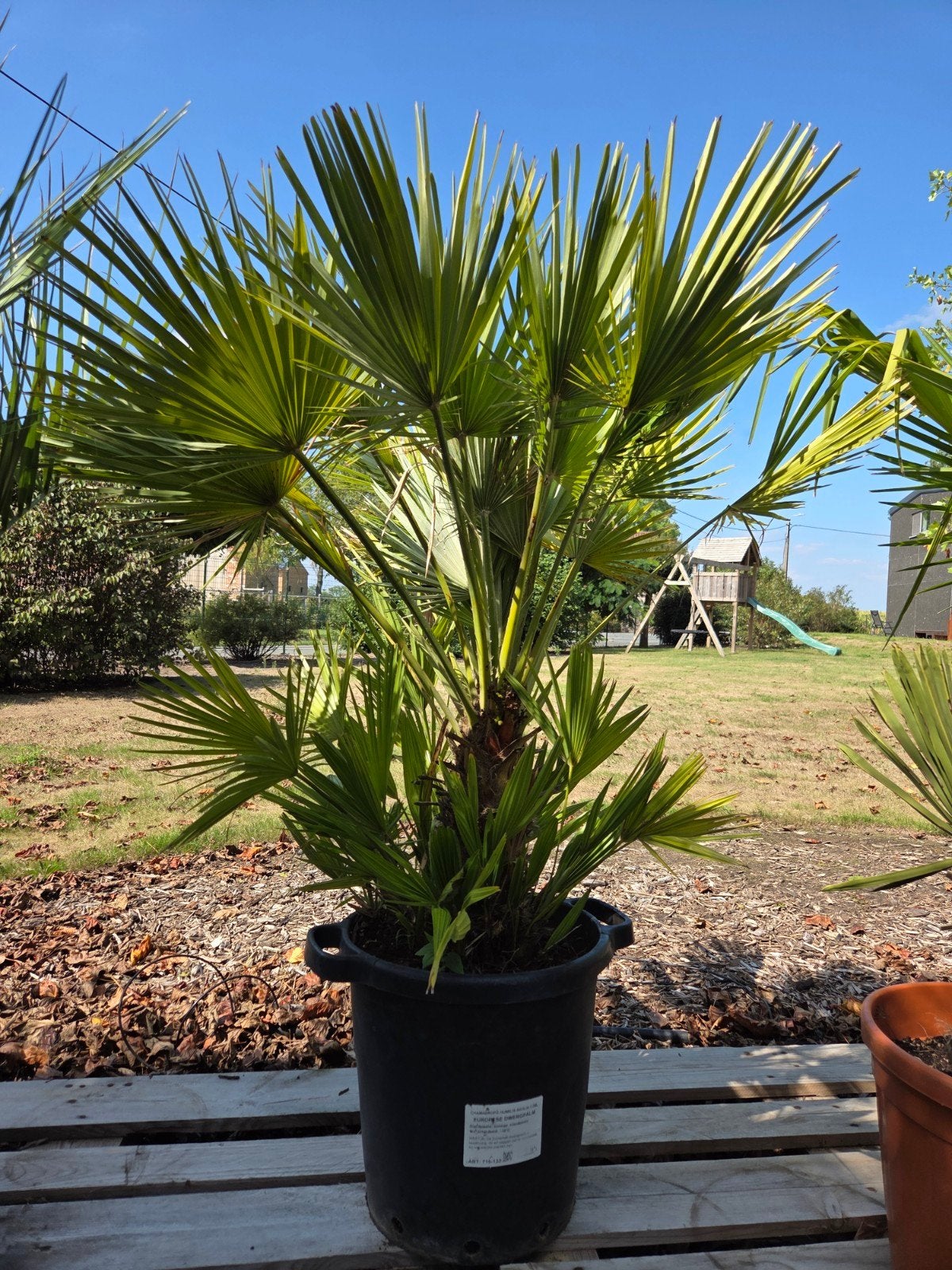 Europese dwergpalm - Chamaerops Humilis, Tuin en Terras, Ophalen