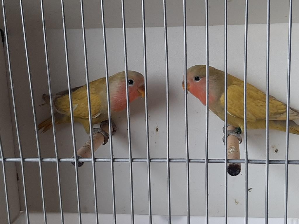 Dwerg papegaaien voor papvoeding en om  af te richten, Dieren en Toebehoren, Vogels | Parkieten en Papegaaien, Meerdere dieren