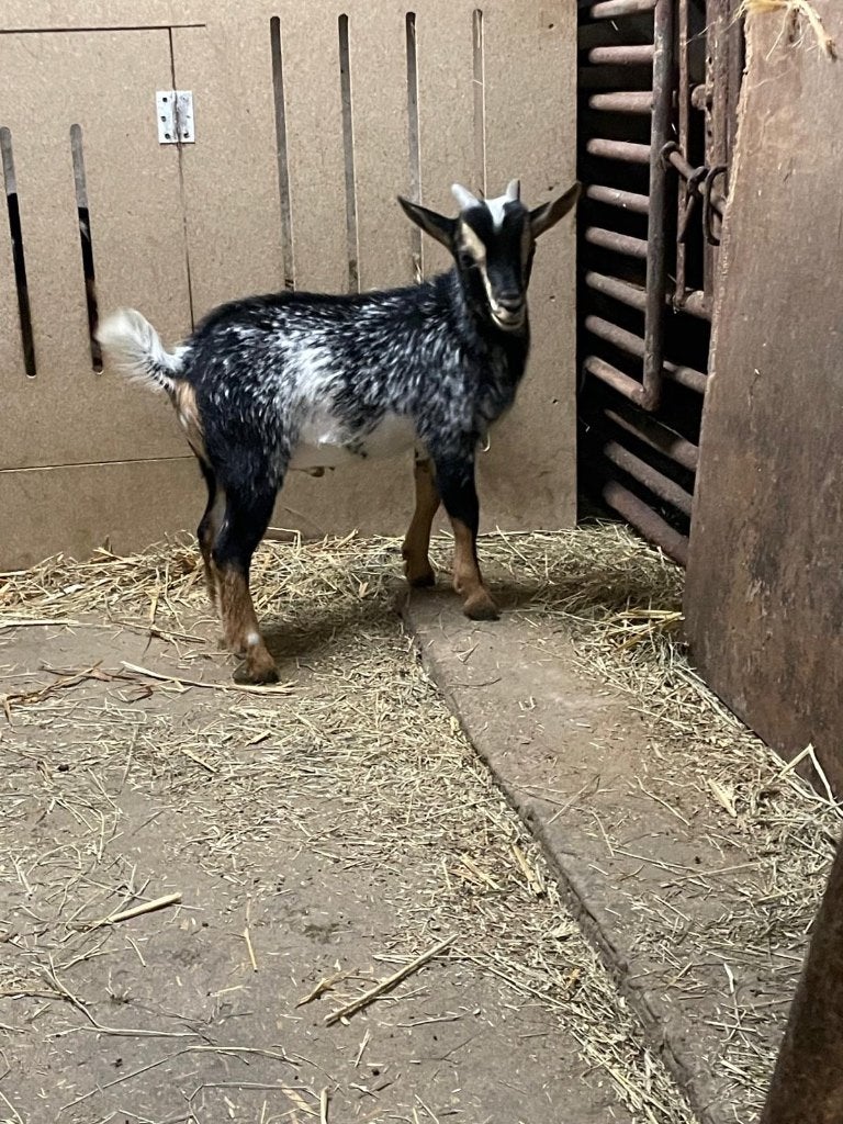 Hermelijn dwerggeitbok, Dieren en Toebehoren, Mannelijk, Geit, 0 tot 2 jaar