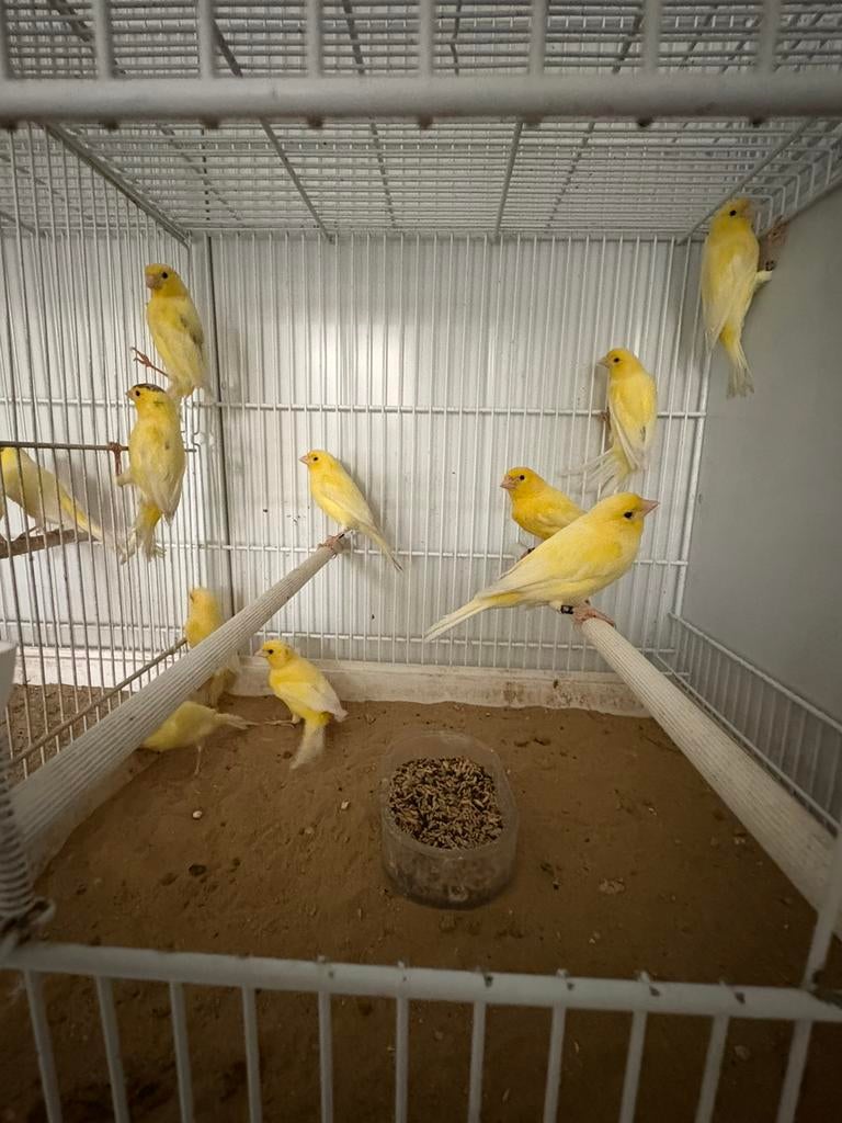 Waterslager zangkanaries, Dieren en Toebehoren, Mannelijk, Zangkanarie