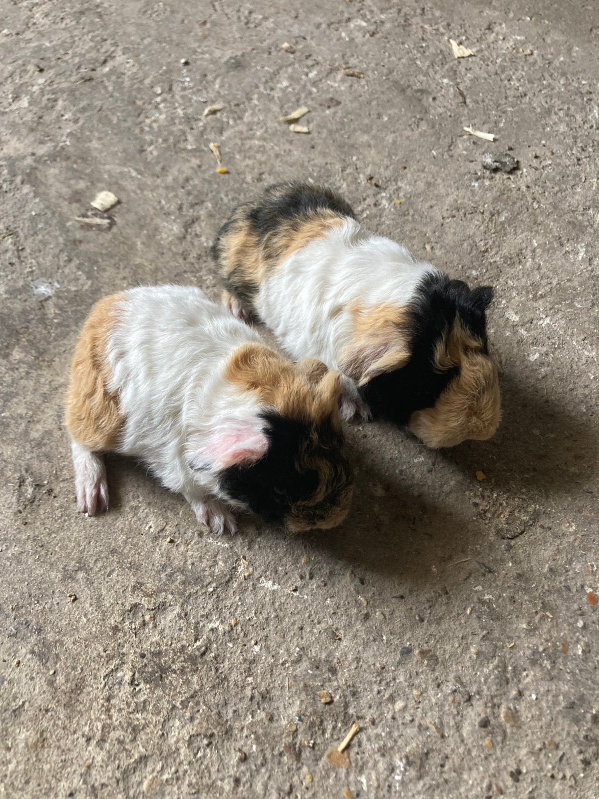 2 langharige baby tessel cavia broertjes, Juli, Cavia