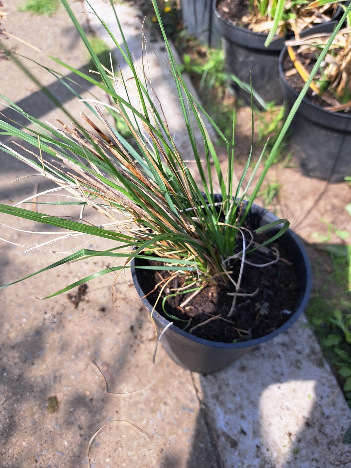 Pennisetum alopecuroides 'Hameln', Ophalen, Vaste plant, Siergrassen