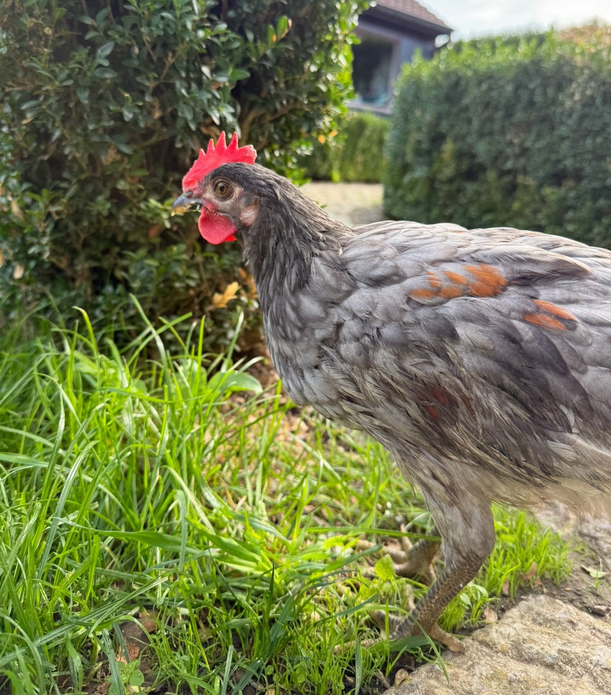 Vorwerk (blauw) haan, Poule ou poulet