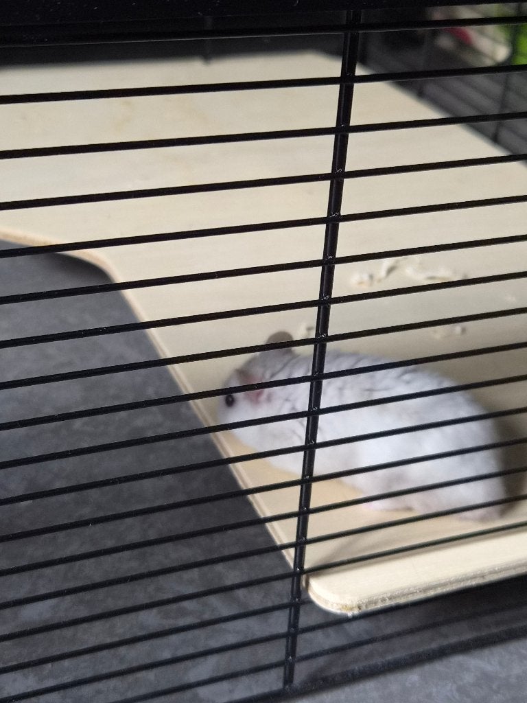 Hamster, Dieren en Toebehoren, Knaagdieren, Hamster, April, Mannelijk, Tam
