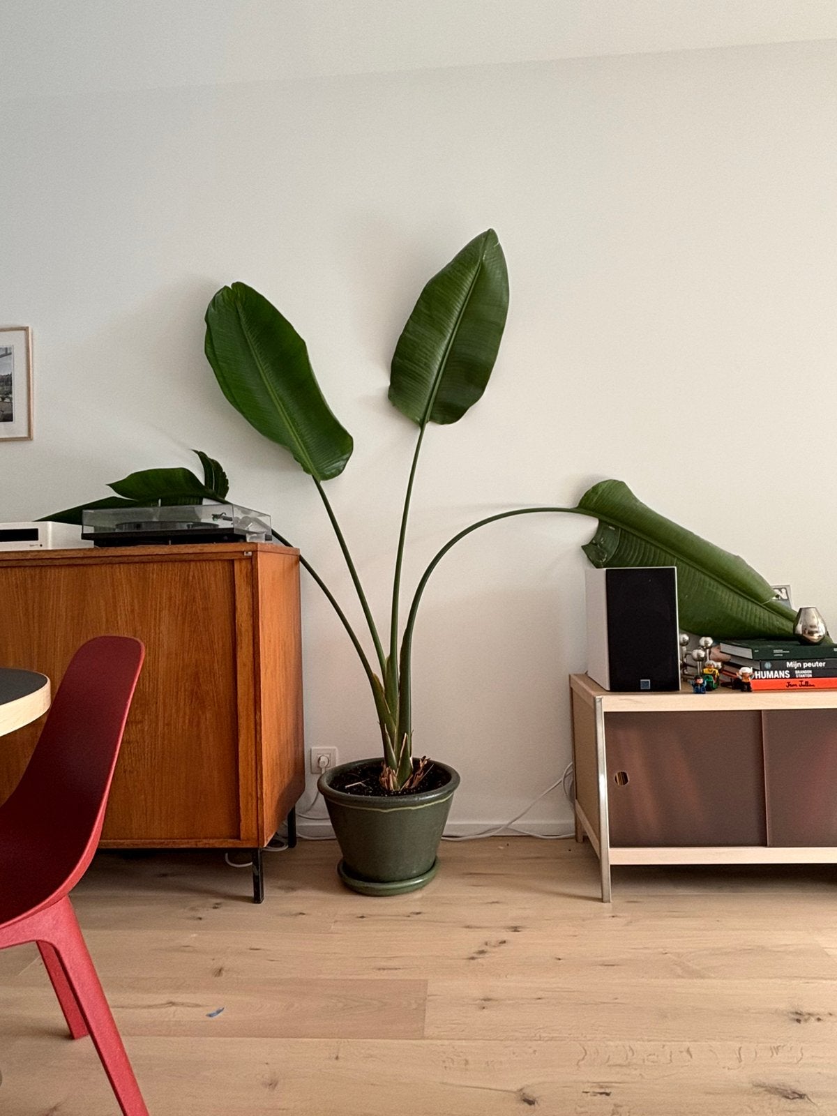 Strelitzia 220 cm hoog met prachtige groene stenen pot, Ophalen, 200 cm of meer, In pot, Volle zon