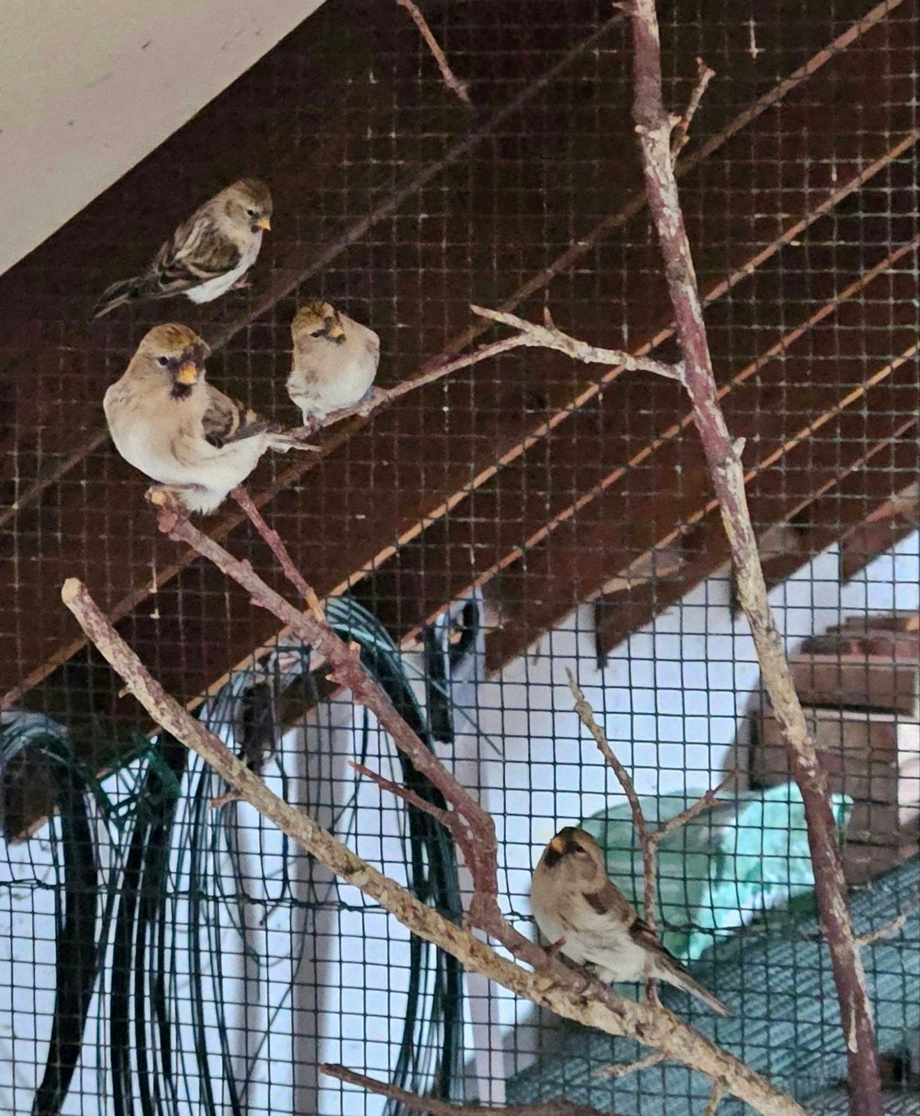barmsijs witstuit, Dieren en Toebehoren