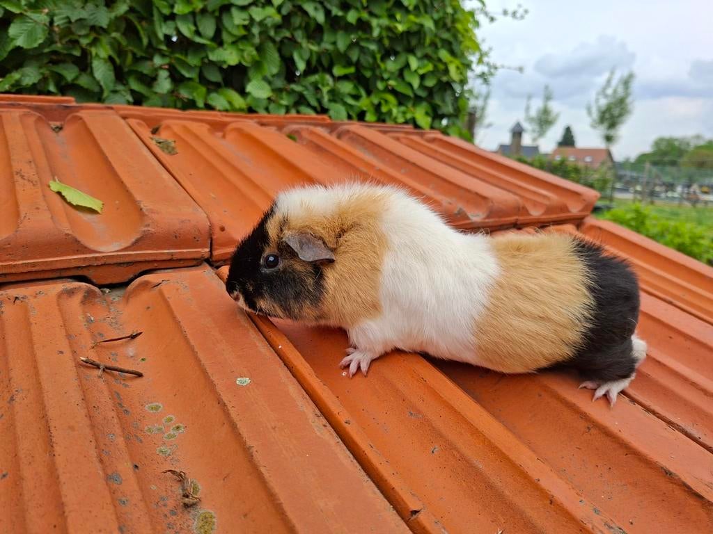 Us teddy zeug, Dieren en Toebehoren, Mei, Vrouwelijk, Cavia
