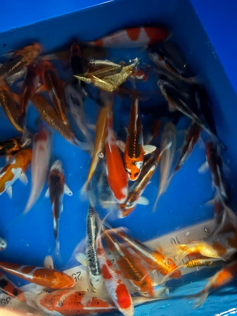 Nieuwe koi zijn binnen uit japan, Dieren en Toebehoren, Karper of Koi