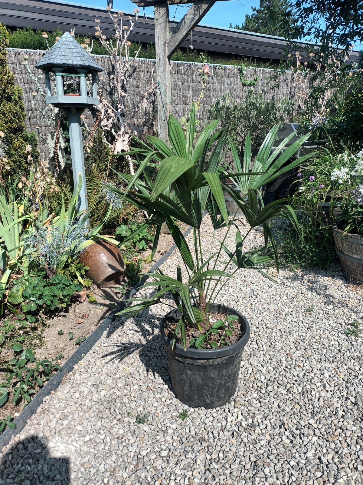 palmboom trachycarpus fortunei, Tuin en Terras, Ophalen, Volle zon, Palmboom, 100 tot 250 cm