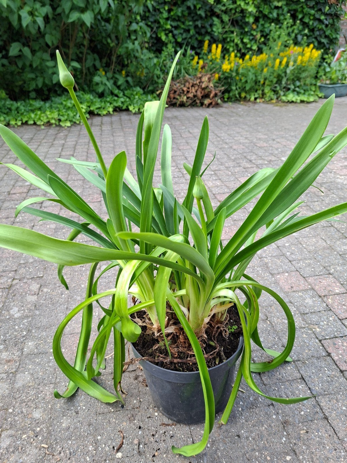 Agapanthus te koop, Ophalen