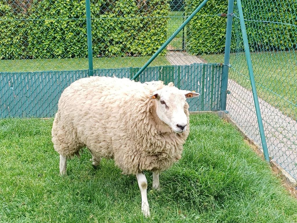 Bok te koop, Dieren en Toebehoren, Schapen, Geiten en Varkens, Mannelijk, Schaap, 0 tot 2 jaar