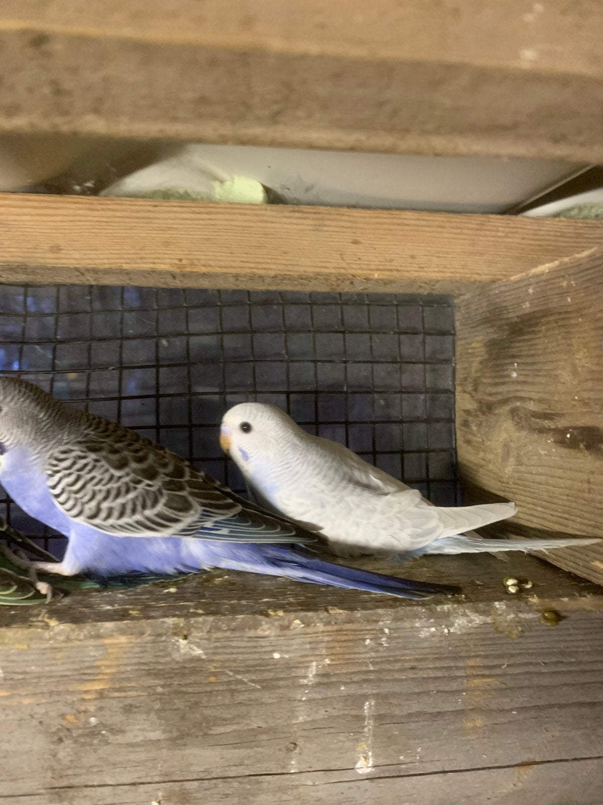 Gras parkiet albino blue, Dieren en Toebehoren, Vogels | Parkieten en Papegaaien, Parkiet