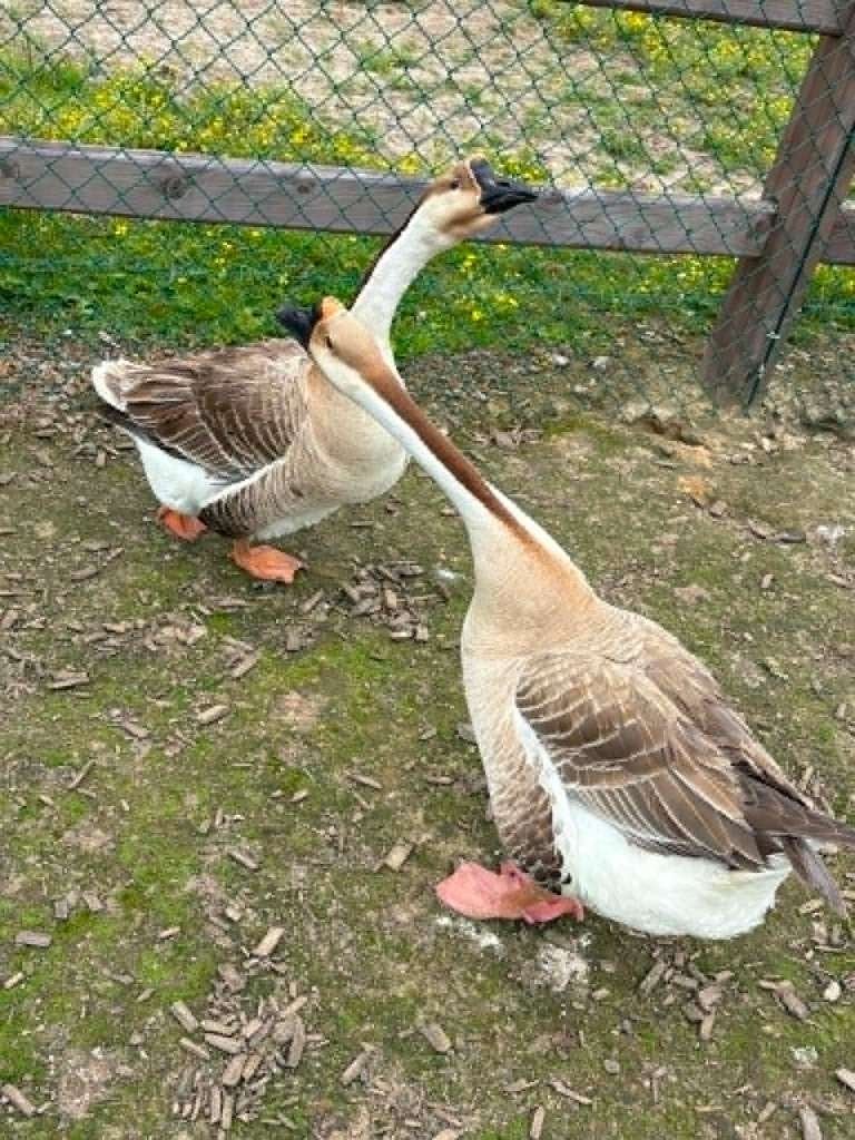 Afrikaanse ganzen, Gans of Zwaan