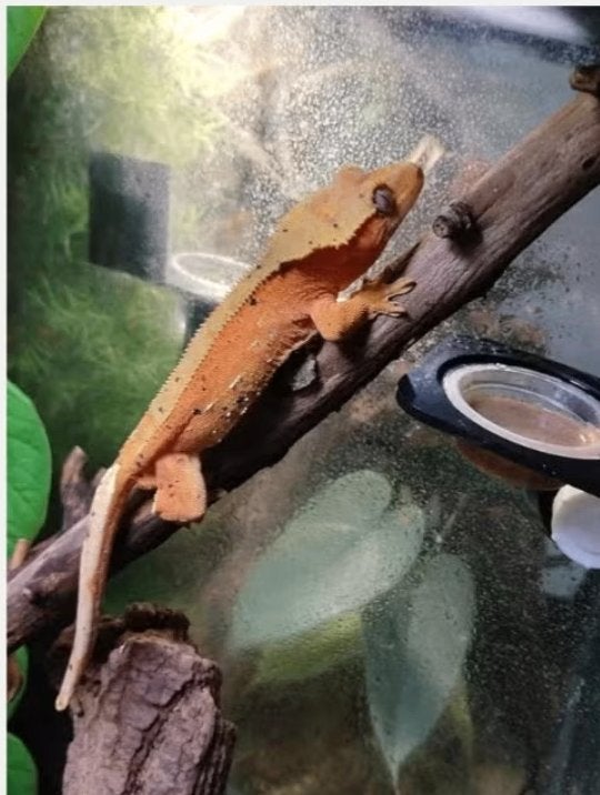 Mooie Tangerine Dalmatian Crested Gecko Man (2025), Autres espèces, Domestique, 0 à 2 ans