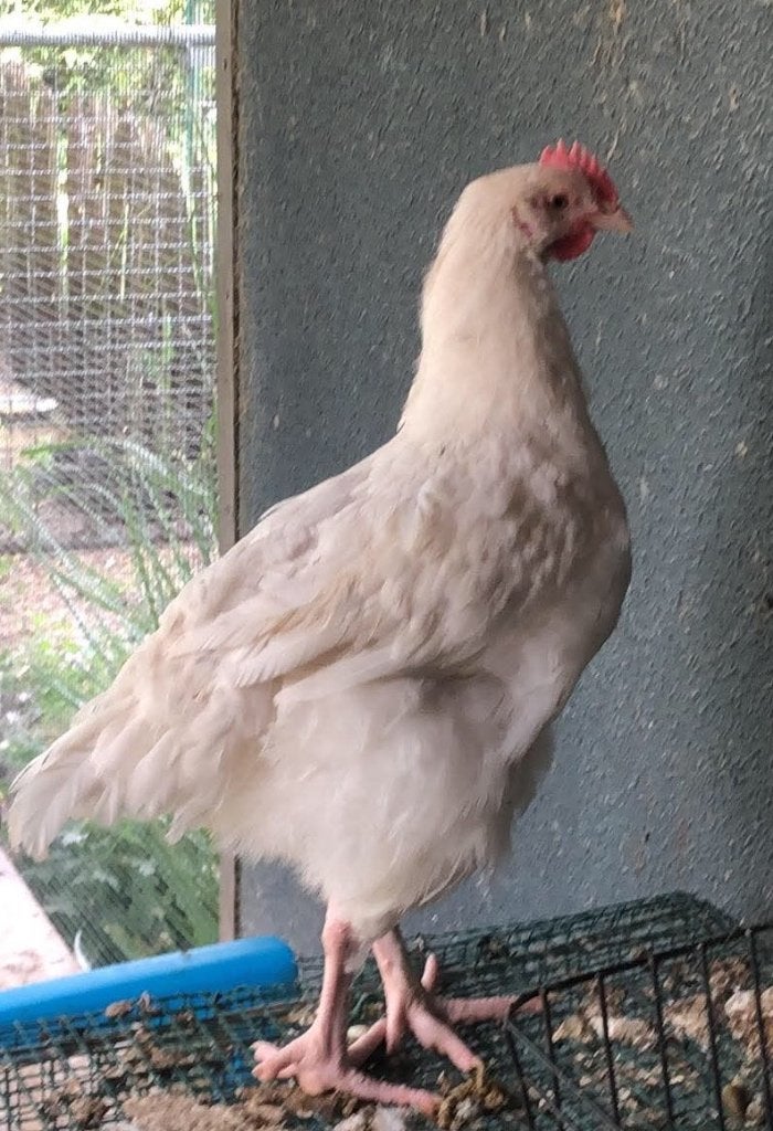Haan, Mâle, Poule ou poulet