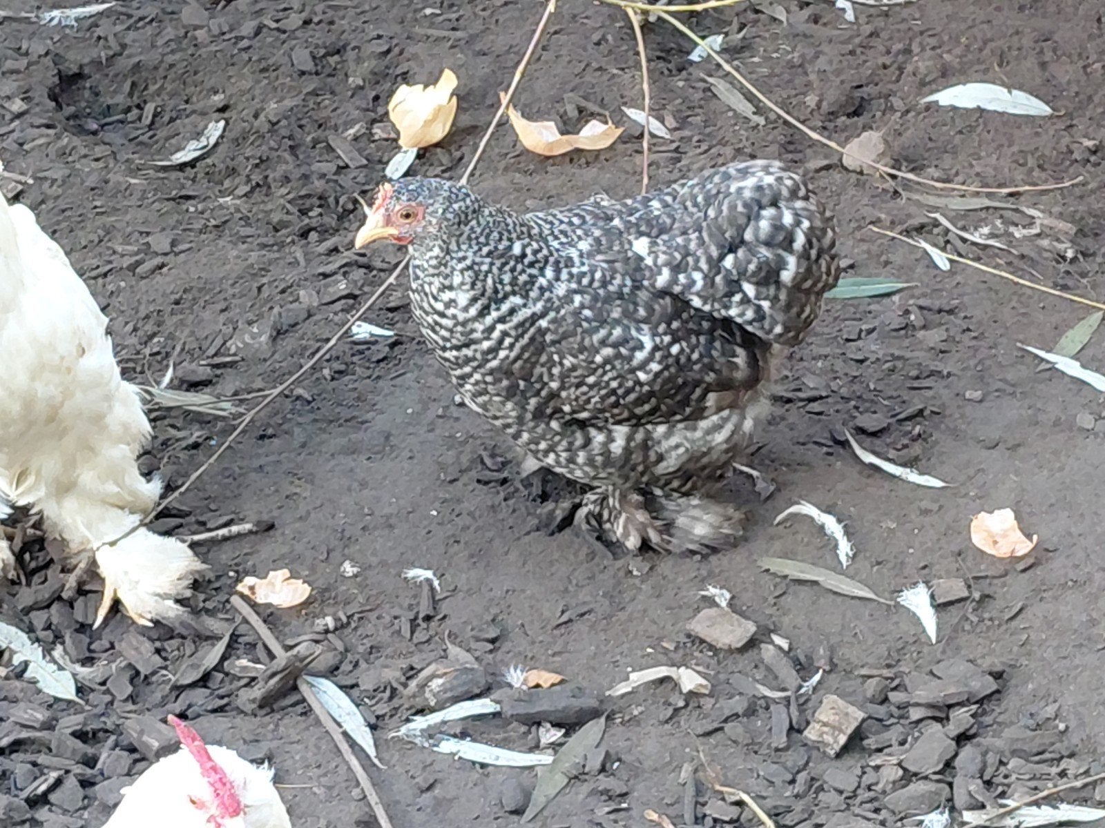 chochin kriel, Dieren en Toebehoren