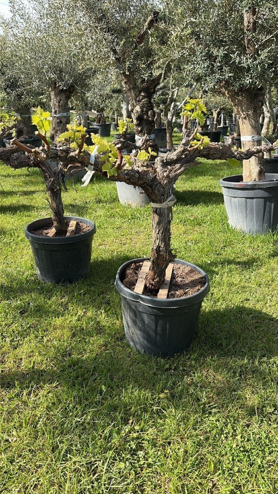 ‼️druivelaars aan promoprijzen ‼️, Tuin en Terras, Ophalen