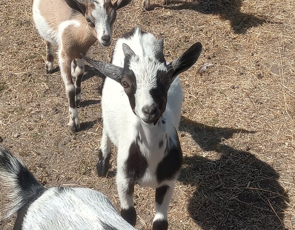 Dwerggeitje, Sexe inconnu, Chèvre, 0 à 2 ans
